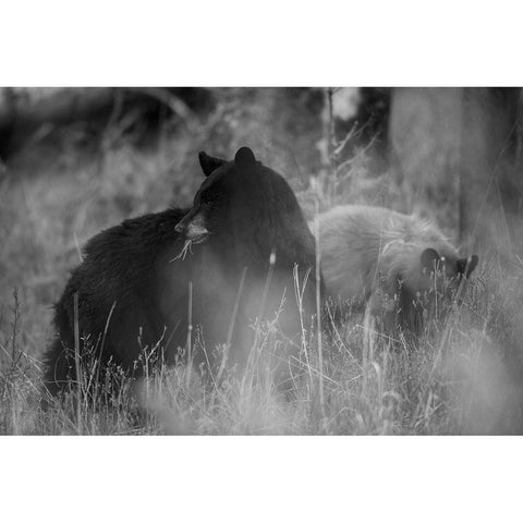 Black Bear Sow with Cub, Tower Fall, Yellowstone National Park White Modern Wood Framed Art Print by The Yellowstone Collection