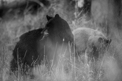 Black Bear Sow with Cub, Tower Fall, Yellowstone National Park Black Ornate Wood Framed Art Print with Double Matting by The Yellowstone Collection