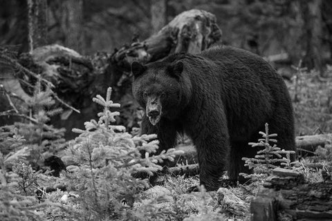 Black Bear, Yellowstone National Park White Modern Wood Framed Art Print with Double Matting by The Yellowstone Collection