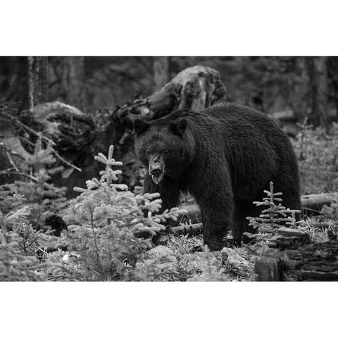 Black Bear, Yellowstone National Park White Modern Wood Framed Art Print by The Yellowstone Collection