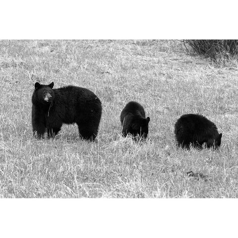 Blackbear Sow and Cubs, Yellowstone National Park Gold Ornate Wood Framed Art Print with Double Matting by Frank, Corrie