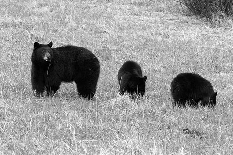 Blackbear Sow and Cubs, Yellowstone National Park Black Ornate Wood Framed Art Print with Double Matting by Frank, Corrie