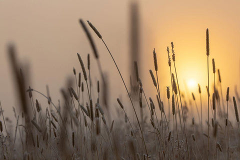 Backlit Grasses at Sunrise, Yellowstone National Park White Modern Wood Framed Art Print with Double Matting by The Yellowstone Collection