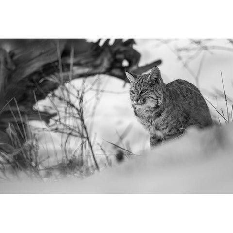 Bobcat along the Madison River, Yellowstone National Park Gold Ornate Wood Framed Art Print with Double Matting by The Yellowstone Collection