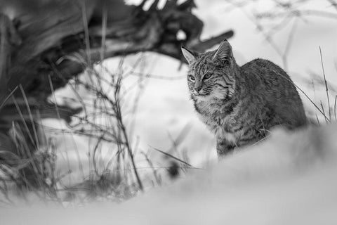 Bobcat along the Madison River, Yellowstone National Park White Modern Wood Framed Art Print with Double Matting by The Yellowstone Collection