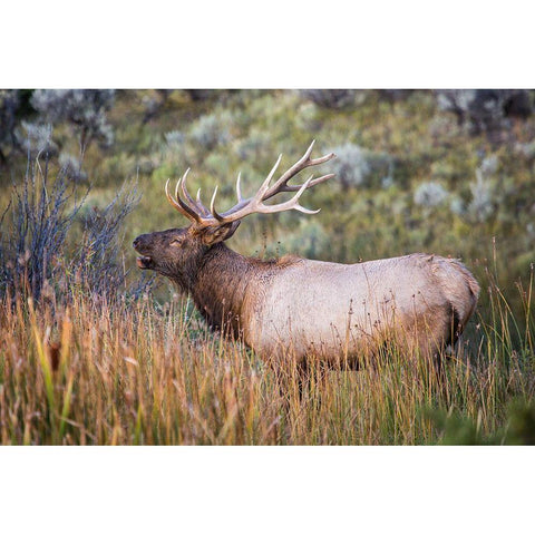 Bugling Elk, Mammoth Hot Springs, Yellowstone National Park White Modern Wood Framed Art Print by The Yellowstone Collection