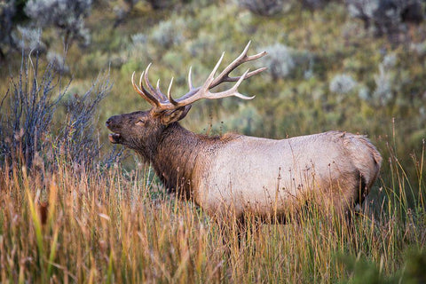 Bugling Elk, Mammoth Hot Springs, Yellowstone National Park White Modern Wood Framed Art Print with Double Matting by The Yellowstone Collection