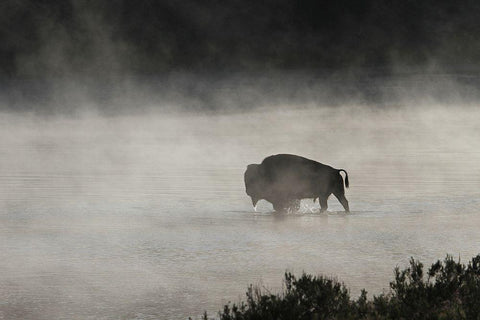 Bull Bison crossing Yellowstone River, Yellowstone National Park Black Ornate Wood Framed Art Print with Double Matting by Peaco, Jim