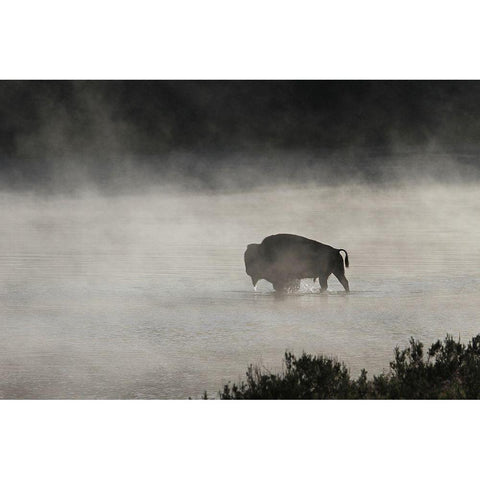 Bull Bison crossing Yellowstone River, Yellowstone National Park White Modern Wood Framed Art Print by Peaco, Jim