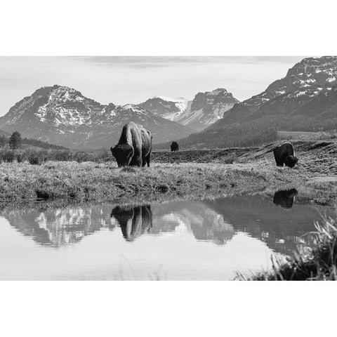 Bull Bison Graze in Lamar Valley, Yellowstone National Park Black Modern Wood Framed Art Print with Double Matting by Frank, Jacob W.