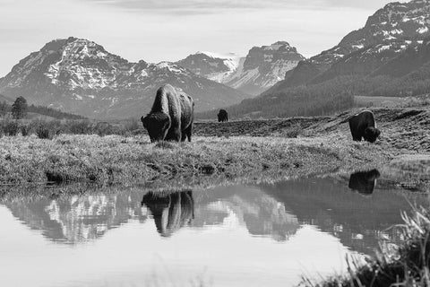 Bull Bison Graze in Lamar Valley, Yellowstone National Park White Modern Wood Framed Art Print with Double Matting by Frank, Jacob W.