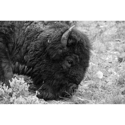 Bull Bison Graze in Lamar Valley, Yellowstone National Park Gold Ornate Wood Framed Art Print with Double Matting by Frank, Jacob W.