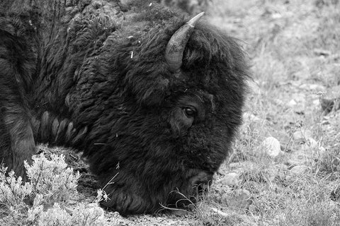 Bull Bison Graze in Lamar Valley, Yellowstone National Park White Modern Wood Framed Art Print with Double Matting by Frank, Jacob W.