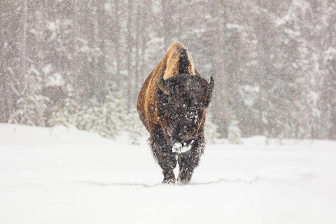 Bull Bison during a Snow Storm, Yellowstone National Park Black Ornate Wood Framed Art Print with Double Matting by Frank, Jacob W.