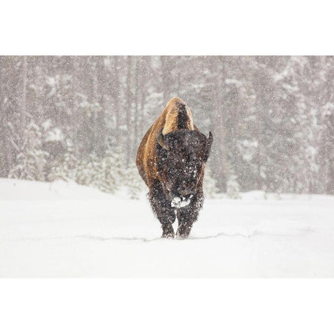 Bull Bison during a Snow Storm, Yellowstone National Park Black Modern Wood Framed Art Print with Double Matting by Frank, Jacob W.