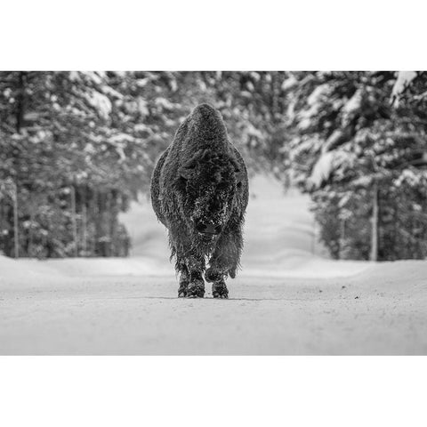 Bull Bison near Fishing Bridge, Yellowstone National Park Gold Ornate Wood Framed Art Print with Double Matting by The Yellowstone Collection