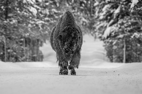 Bull Bison near Fishing Bridge, Yellowstone National Park White Modern Wood Framed Art Print with Double Matting by The Yellowstone Collection