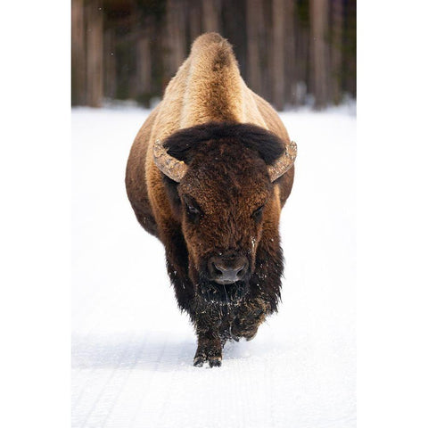 Bull Bison near Midway Geyser Basin, Yellowstone National Park Gold Ornate Wood Framed Art Print with Double Matting by The Yellowstone Collection