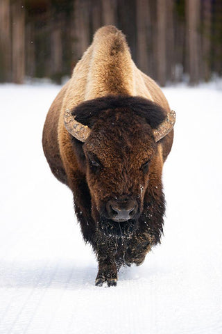 Bull Bison near Midway Geyser Basin, Yellowstone National Park White Modern Wood Framed Art Print with Double Matting by The Yellowstone Collection