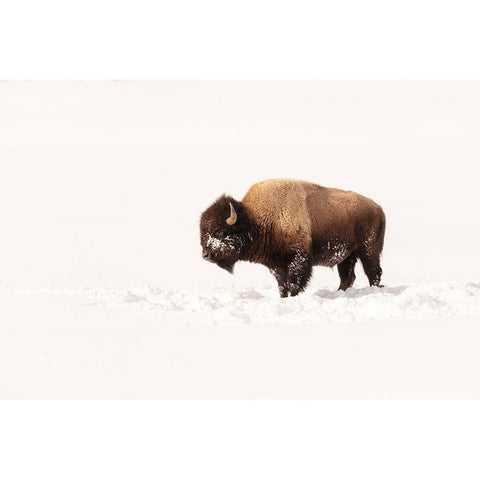 Bull Bison on a Winter Day, Yellowstone National Park Gold Ornate Wood Framed Art Print with Double Matting by The Yellowstone Collection