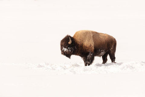 Bull Bison on a Winter Day, Yellowstone National Park Black Ornate Wood Framed Art Print with Double Matting by The Yellowstone Collection