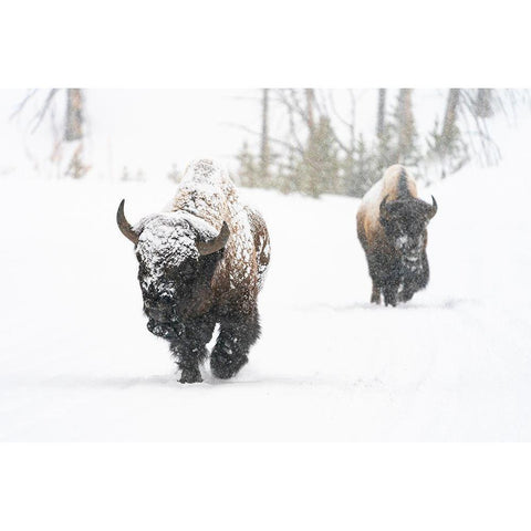 Bull Bison on the East Entrance Road, Yellowstone National Park White Modern Wood Framed Art Print by Frank, Jacob W.