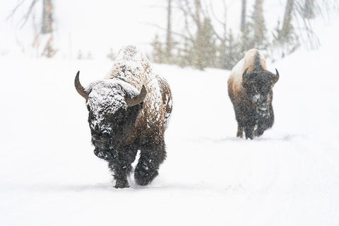 Bull Bison on the East Entrance Road, Yellowstone National Park White Modern Wood Framed Art Print with Double Matting by Frank, Jacob W.