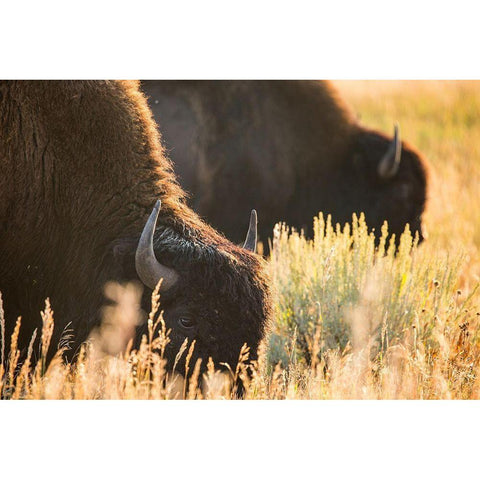Bull Bison, Blacktail Deer Plateau, Yellowstone National Park Black Modern Wood Framed Art Print with Double Matting by The Yellowstone Collection
