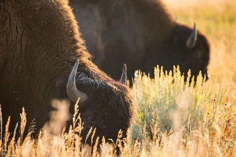 Bull Bison, Blacktail Deer Plateau, Yellowstone National Park White Modern Wood Framed Art Print with Double Matting by The Yellowstone Collection