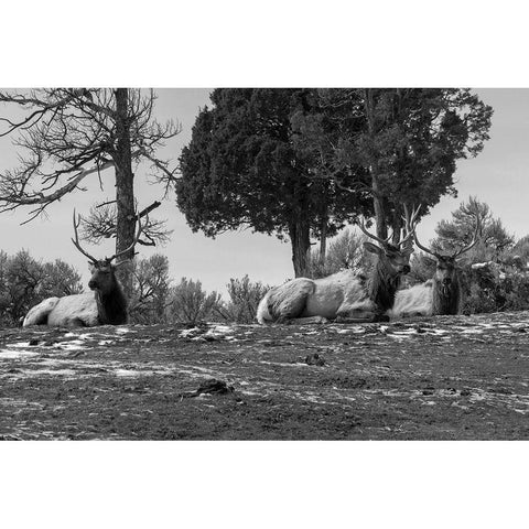 Bull Elk at Mammoth Hot Springs, Yellowstone National Park Black Modern Wood Framed Art Print with Double Matting by Renkin, Diane