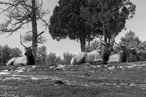 Bull Elk at Mammoth Hot Springs, Yellowstone National Park Black Ornate Wood Framed Art Print with Double Matting by Renkin, Diane