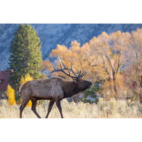 Bull Elk Bugling, Mammoth Hot Springs, Yellowstone National Park White Modern Wood Framed Art Print by The Yellowstone Collection
