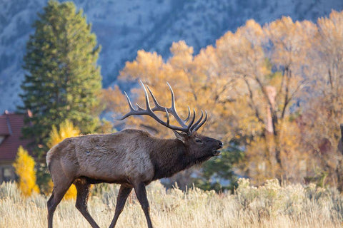 Bull Elk Bugling, Mammoth Hot Springs, Yellowstone National Park White Modern Wood Framed Art Print with Double Matting by The Yellowstone Collection