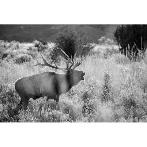 Bull Elk Bugling, Mammoth Hot Springs, Yellowstone National Park White Modern Wood Framed Art Print by The Yellowstone Collection