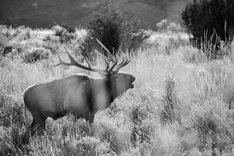 Bull Elk Bugling, Mammoth Hot Springs, Yellowstone National Park White Modern Wood Framed Art Print with Double Matting by The Yellowstone Collection