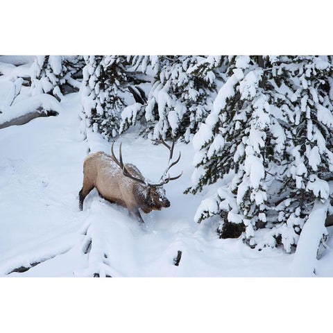 Bull Elk by Obsidian Creek, Yellowstone National Park White Modern Wood Framed Art Print by Peaco, Jim