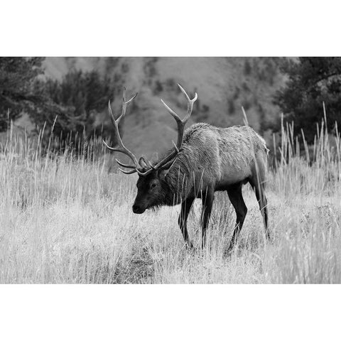 Bull Elk Grazing in Mammoth Hot Springs, Yellowstone National Park White Modern Wood Framed Art Print by The Yellowstone Collection