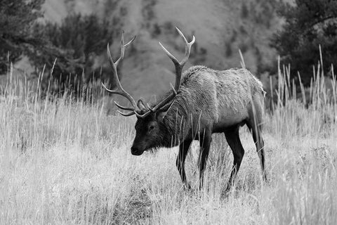 Bull Elk Grazing in Mammoth Hot Springs, Yellowstone National Park White Modern Wood Framed Art Print with Double Matting by The Yellowstone Collection