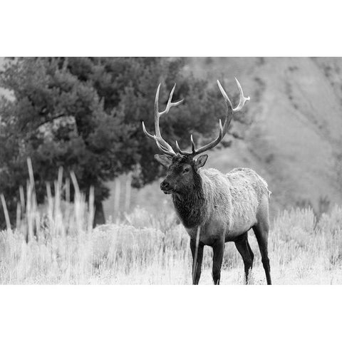 Bull Elk in Mammoth Hot Springs, Yellowstone National Park Black Modern Wood Framed Art Print with Double Matting by The Yellowstone Collection