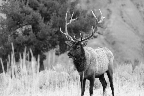 Bull Elk in Mammoth Hot Springs, Yellowstone National Park Black Ornate Wood Framed Art Print with Double Matting by The Yellowstone Collection