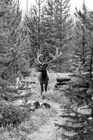 Bull Elk on a Trail, Yellowstone National Park White Modern Wood Framed Art Print with Double Matting by Frank, Jacob W.