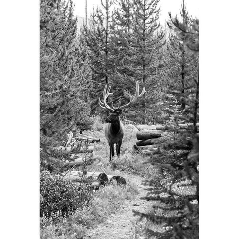 Bull Elk on a Trail, Yellowstone National Park Black Modern Wood Framed Art Print with Double Matting by Frank, Jacob W.