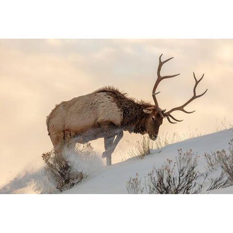 Bull Elk Searches for Food, Yellowstone National Park White Modern Wood Framed Art Print by The Yellowstone Collection