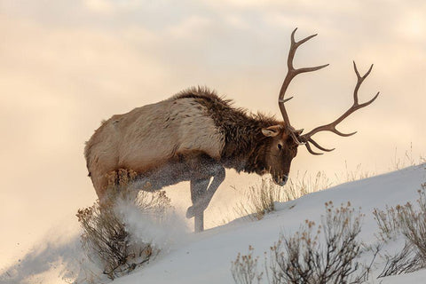 Bull Elk Searches for Food, Yellowstone National Park White Modern Wood Framed Art Print with Double Matting by The Yellowstone Collection