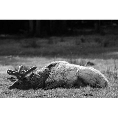 Bull Elk Sleeping in Spring, Yellowstone National Park White Modern Wood Framed Art Print by Herbert, Neal
