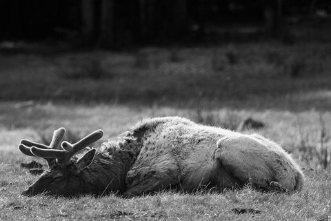 Bull Elk Sleeping in Spring, Yellowstone National Park White Modern Wood Framed Art Print with Double Matting by Herbert, Neal