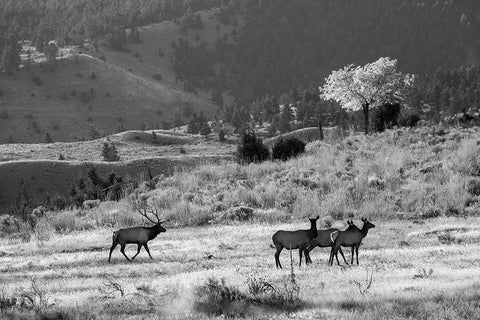 Bull Elk with Harem, Mammoth Hot Springs, Yellowstone National Park Black Ornate Wood Framed Art Print with Double Matting by The Yellowstone Collection