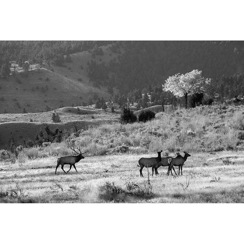 Bull Elk with Harem, Mammoth Hot Springs, Yellowstone National Park White Modern Wood Framed Art Print by The Yellowstone Collection