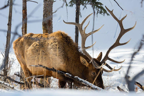 Bull Elk, Blacktail Deer Plateau, Yellowstone National Park White Modern Wood Framed Art Print with Double Matting by The Yellowstone Collection