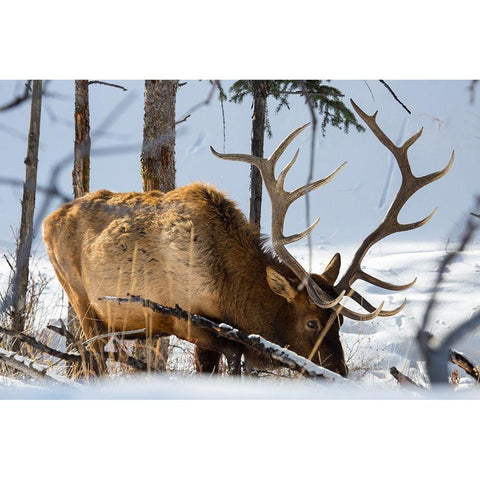 Bull Elk, Blacktail Deer Plateau, Yellowstone National Park Gold Ornate Wood Framed Art Print with Double Matting by The Yellowstone Collection